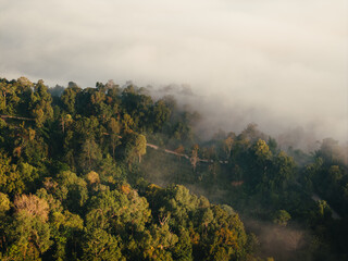 Aerial view  of forest and summer morning fog