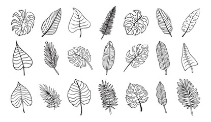 Palm tropical exotic leaves outline sketch. Tropical palm leave doodle, isolated linear doodle style.  © Yanka