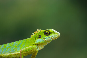 green lizard on a tree