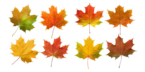 Obraz premium Colorful autumn maple leaves in different shades isolated on transparent background