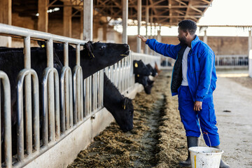 Black rancher taking care of cows at livestock ranch.
