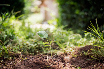 Small green plant seeds have just sprouted in the soil. Vegetable seeds are planted in the garden
