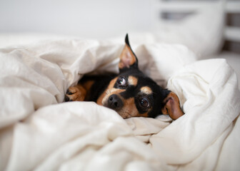 Cute playful dog on a white bed. Funny moments with a dog.