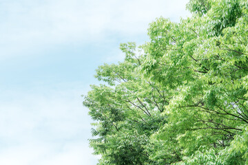 Fototapeta premium 背景素材・森・森林浴・森林・空・緑・新緑・風景 