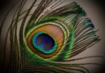 Obraz premium Vibrant peacock feather displaying intricate patterns and colors