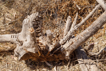 Outdoor view of dead poisoned wild olive tree