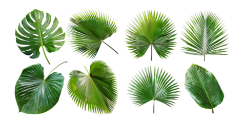 botanical illustrations of tropical palm leaves, set collection, mega bundle, isolated on transparent background