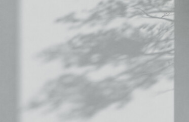 Cement studio room background with branch shadows on the wall. Mockup for branding products, presentation and health care.