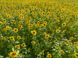 Obraz premium Bee pollinating a vibrant sunflower in a field during August harvest season