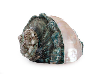 conch shell in studio