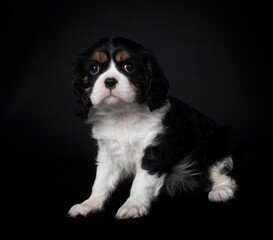 young cavalier king charles