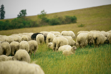 Sheep grazing in a green field near a forest with mountain view