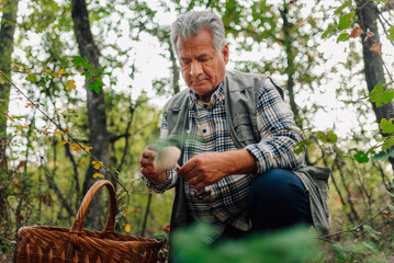 Senior mycologist cleaning wild mushroom in forest with wicker basket