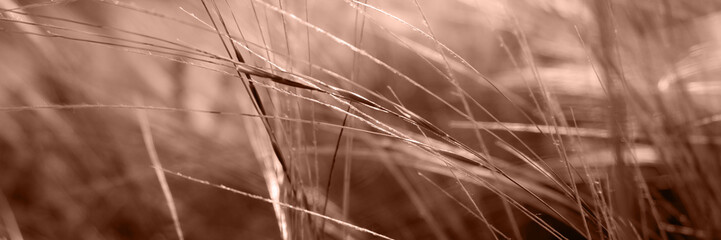 natural background of feather grass in sunset light. Soft focus. Web banner in mocha mousse color