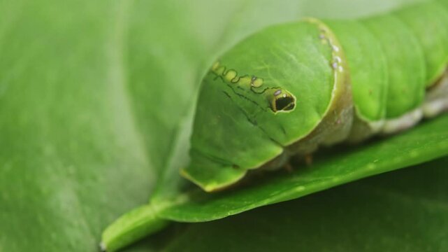Macro close up of green caterpillar on a leaf eating and resting
