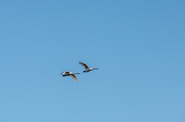 Two elegant swans gliding across the blue sky. A pair of swans in flight, serene atmosphere, low-angle perspective, crisp blue background, representing grace, freedom, and natural beauty