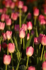 Naklejka premium Delicate pink tulips bloom in a vibrant spring garden, a breathtaking display of nature's floral beauty