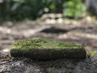 Old, mossy brick fragments appear against a blurred natural background