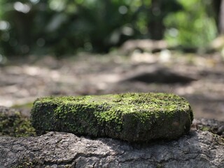 Old, mossy brick fragments appear against a blurred natural background