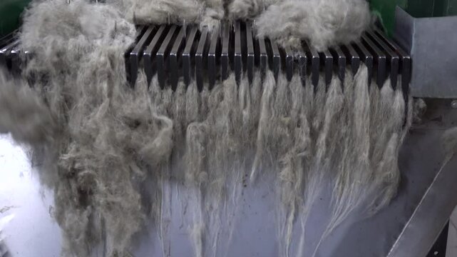 Close-up of flax fibers being processed on a conveyor system in an industrial setting, showcasing sustainable fiber preparation for textile or industrial use.