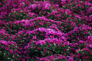 Obraz premium Light pink flowers cover a vast flower field, purple flower background, morning flower bed in the flower section