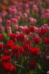 Red tulips bloom vibrantly in a field of colorful flowers