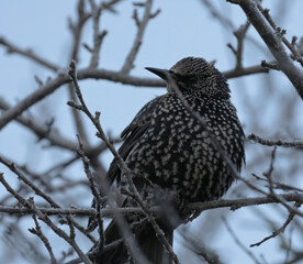 bird on a branch