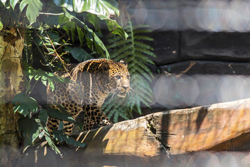 Leopard Walking Through Lush Jungle Environment at The Zoo 