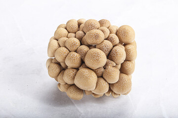 Raw asiam delicacy mushroom Shimeji