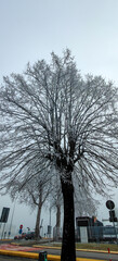 A beautiful tree adorned with a substantial amount of snow on its branches