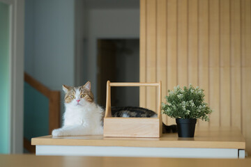 pet care concept with scottish  cat relax on table  in living room