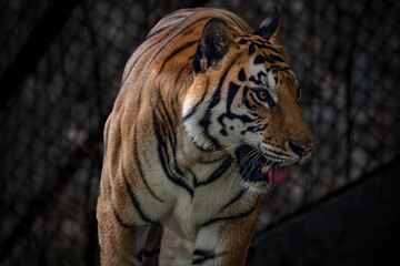 Naklejka premium Golden Tabby Tiger