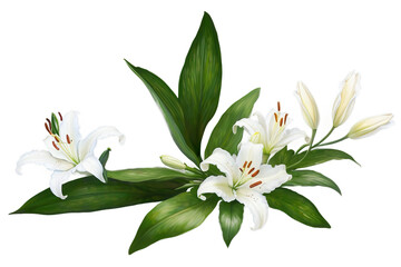 Obraz premium White lily, flowers on an isolated white background, watercolor illustration, botanical painting. floral design, Generative AI
