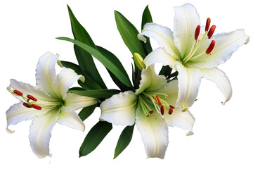 Fototapeta premium White lily, flowers on an isolated white background, watercolor illustration, botanical painting. floral design, Generative AI