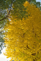 黄色に色づいた大きなイチョウの木