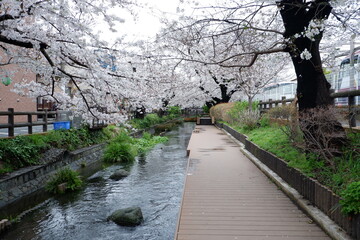 Cherry blossoms bloom on spring in Japan.