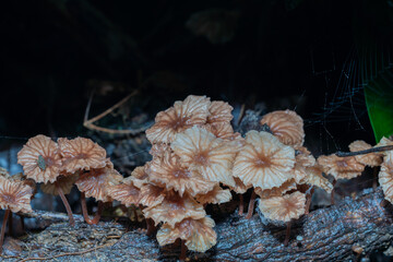 White fairy ring champignon mushrooms in forest