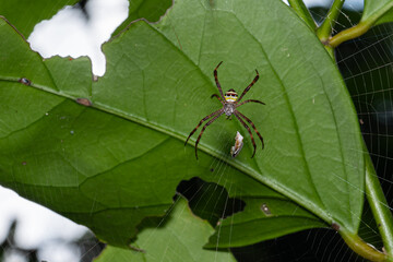 Argiope keyserling spider climbing under green leaf in forest.