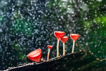 Champaign mushrooms with splash water drops in forest.