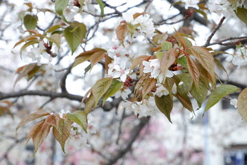 Cherry blossoms bloom on spring in Japan.