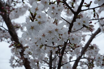 Cherry blossoms bloom on spring in Japan.