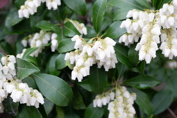The flower plant of spring in Japan