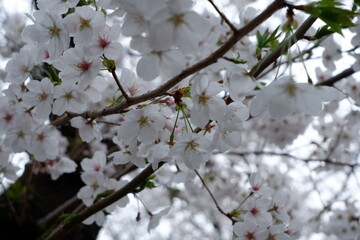 Cherry blossoms bloom on spring in Japan.