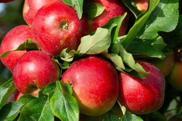 red apples on a branch