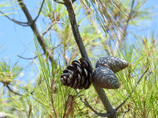 Offene und geschlossene Tannenzapfen an einer Tanne oder Föhre unter griechischer Sonne