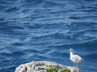 Möwe auf einem Felsen vor Rhodos blickt übers Mittelmeer