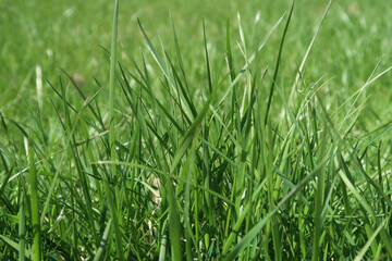 Green grass plants, background