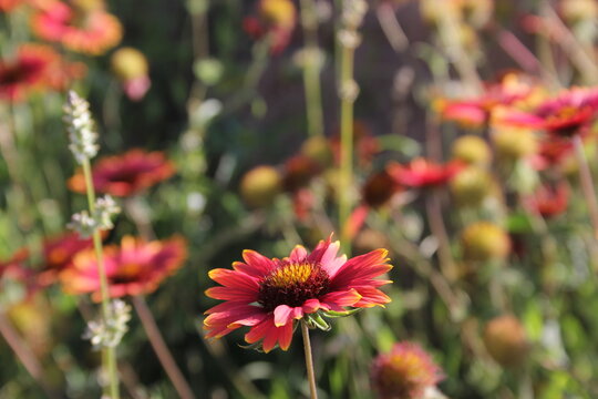 Wildflower Field Growing Near Llano Texas. Texas Hill Country