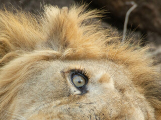 Asiatic lion in the Gir Forest.