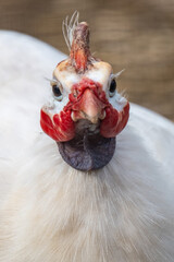 Portrait d'une poule aux couleurs de Noël